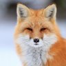 PrettyFox