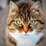 katte