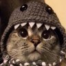 catty_23