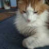 Nailyanf